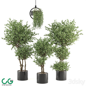 Indoor Plants Collection - Set 416